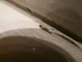 En silverfisk kryper längs en trälist. Undrar du hur blir man av med silverfiskar?