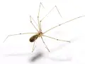 En spindel med långa, tunna ben på vit bakgrund. Den ser ut som en av de där stora svarta spindlarna inomhus som man ibland ser.