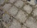 Grå stenplattor med mossa och ogräs mellan fogarna. Dags att ta bort mossa på stenplattor för en renare uteplats.