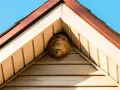 Ett stort getingbo har byggts i hörnet av ett hus, under takfoten.