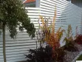 Vildvin klättrar längs en vit lamellstaket. Höstfärger lyser upp i orange och rött.