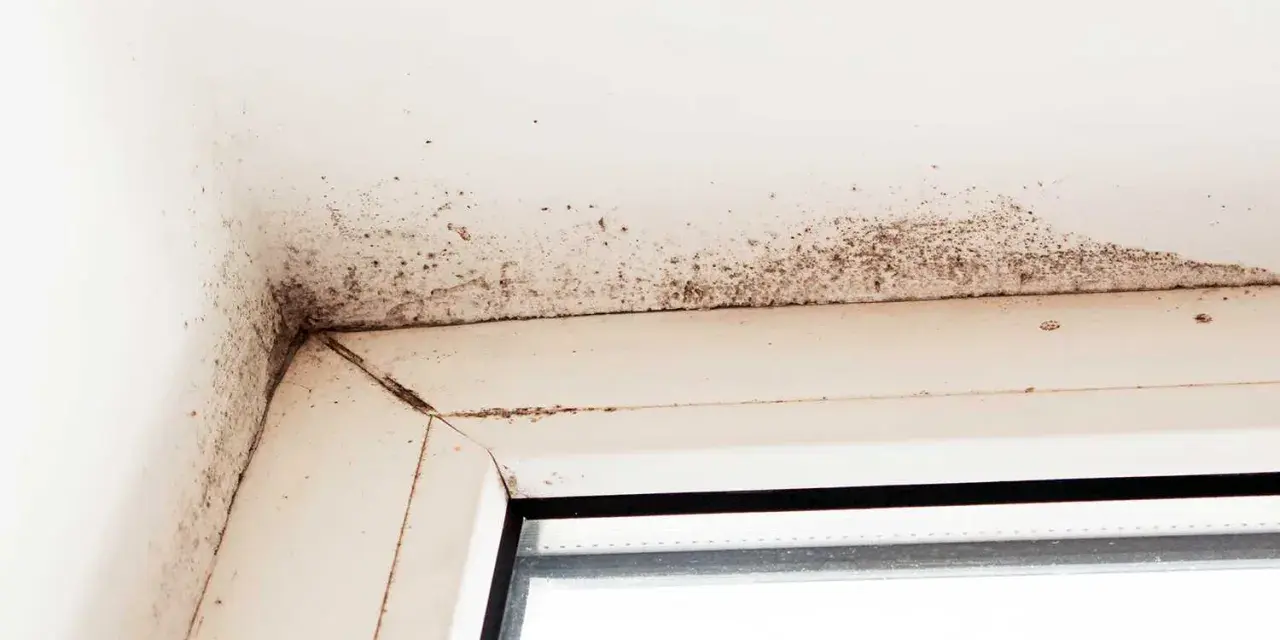 Mörk mögelväxt syns i hörnet av ett fönster, ett tydligt tecken på fuktskada i huset.