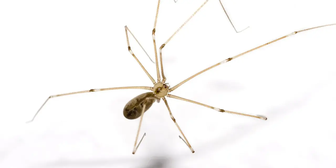 En spindel med långa, tunna ben på vit bakgrund. Den ser ut som en av de där stora svarta spindlarna inomhus som man ibland ser.