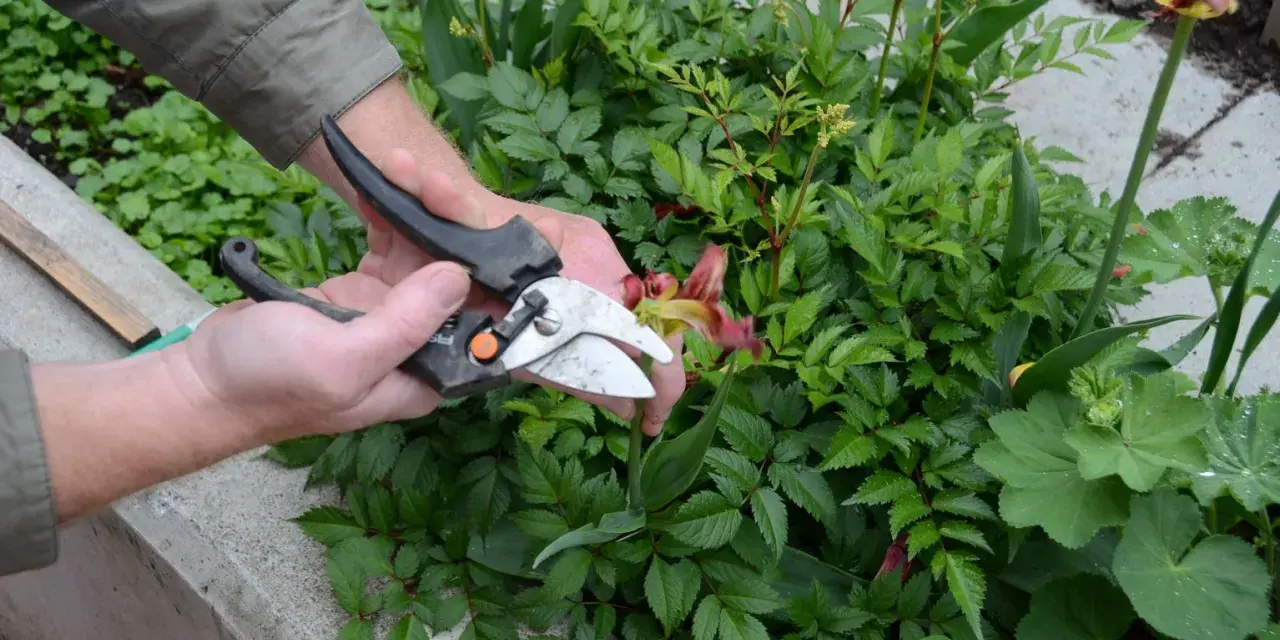 Händer som klipper en blomma med sekatör bland gröna buskar.