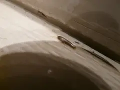 En silverfisk kryper längs en trälist. Undrar du hur blir man av med silverfiskar?