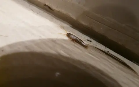 En silverfisk kryper längs en trälist. Undrar du hur blir man av med silverfiskar?