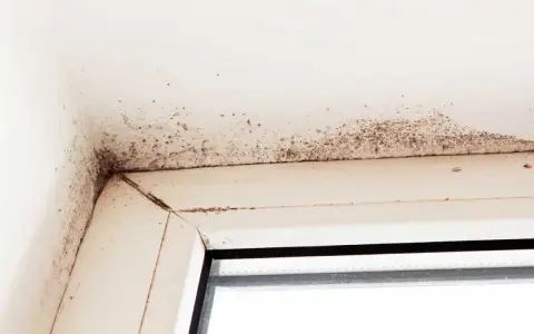 Mörk mögelväxt syns i hörnet av ett fönster, ett tydligt tecken på fuktskada i huset.