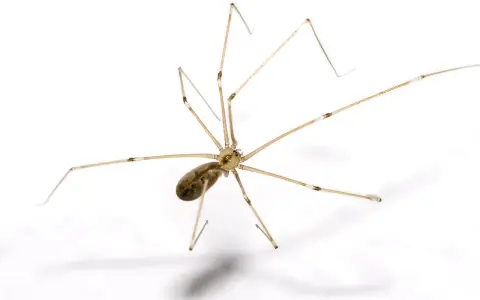 En spindel med långa, tunna ben på vit bakgrund. Den ser ut som en av de där stora svarta spindlarna inomhus som man ibland ser.
