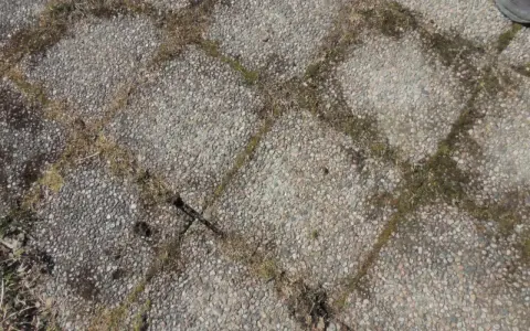 Grå stenplattor med mossa och ogräs mellan fogarna. Dags att ta bort mossa på stenplattor för en renare uteplats.