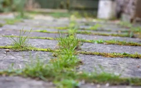 Gräs och mossa växer mellan stenplattorna, ett tecken på att det är dags att rensa mellan plattor.
