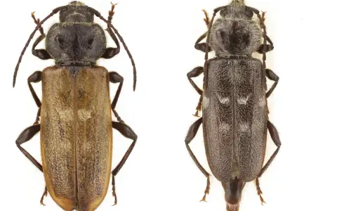 Två skalbaggar, en ljusbrun och en mörkgrå, på vit bakgrund. Den ljusbruna kan vara ett husbock symptom.