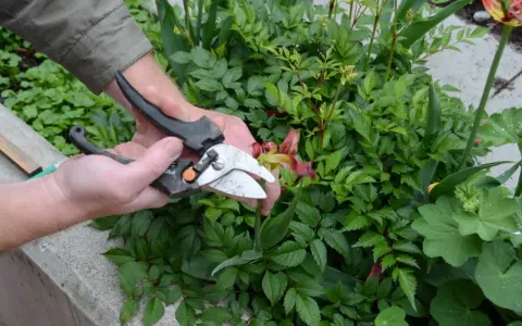 Händer som klipper en blomma med sekatör bland gröna buskar.