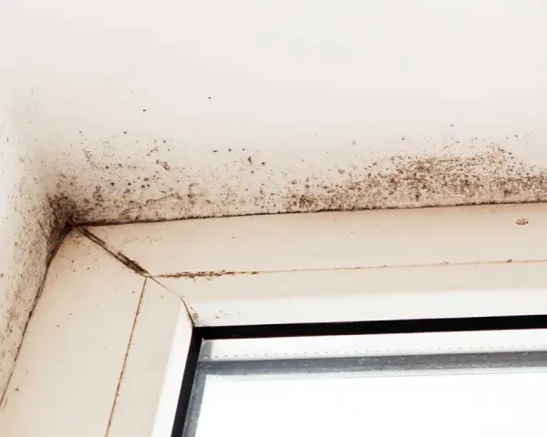 Mörk mögelväxt syns i hörnet av ett fönster, ett tydligt tecken på fuktskada i huset.