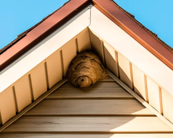 Ett stort getingbo har byggts i hörnet av ett hus, under takfoten.