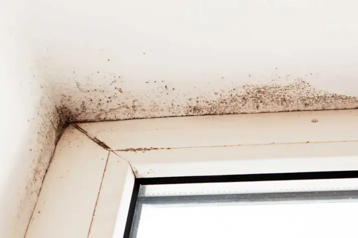 Mörk mögelväxt syns i hörnet av ett fönster, ett tydligt tecken på fuktskada i huset.