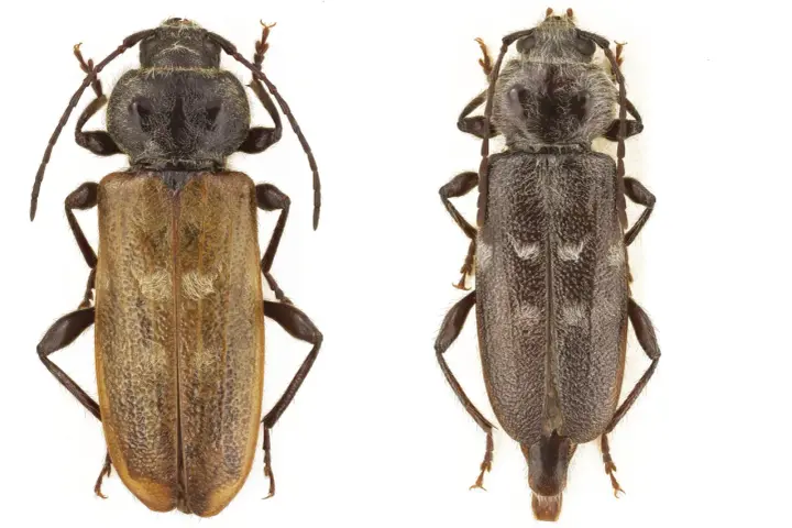 Två skalbaggar, en ljusbrun och en mörkgrå, på vit bakgrund. Den ljusbruna kan vara ett husbock symptom.
