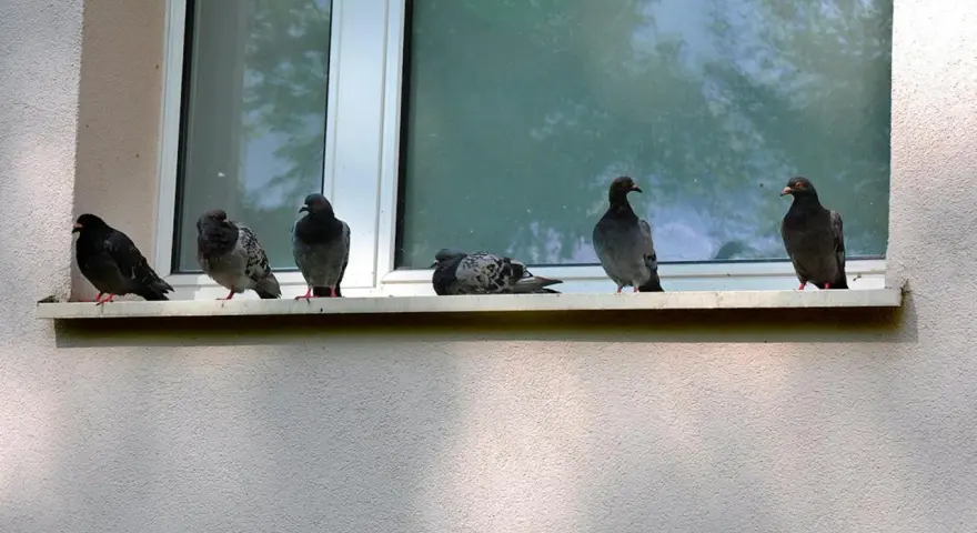 Sex duvor sitter på en balkongbräda framför ett fönster. En duva ligger ner medan de andra står upp.