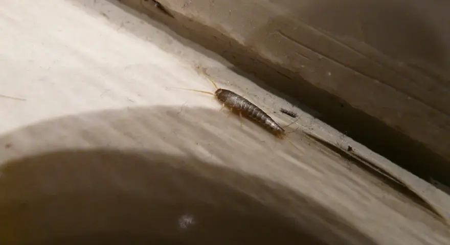 En silverfisk kryper längs en trälist. Undrar du hur blir man av med silverfiskar?