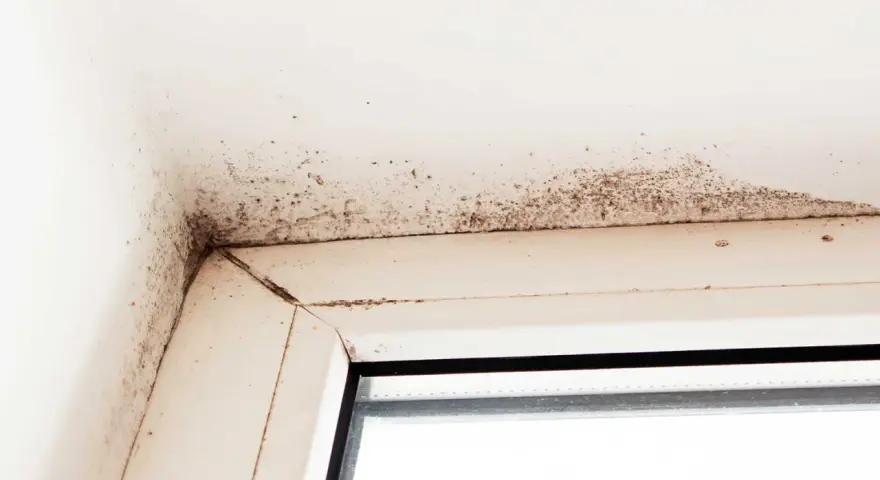 Mörk mögelväxt syns i hörnet av ett fönster, ett tydligt tecken på fuktskada i huset.