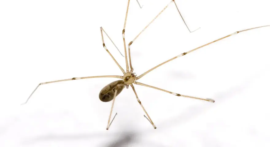 En spindel med långa, tunna ben på vit bakgrund. Den ser ut som en av de där stora svarta spindlarna inomhus som man ibland ser.