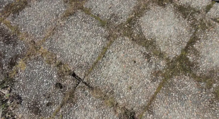 Grå stenplattor med mossa och ogräs mellan fogarna. Dags att ta bort mossa på stenplattor för en renare uteplats.