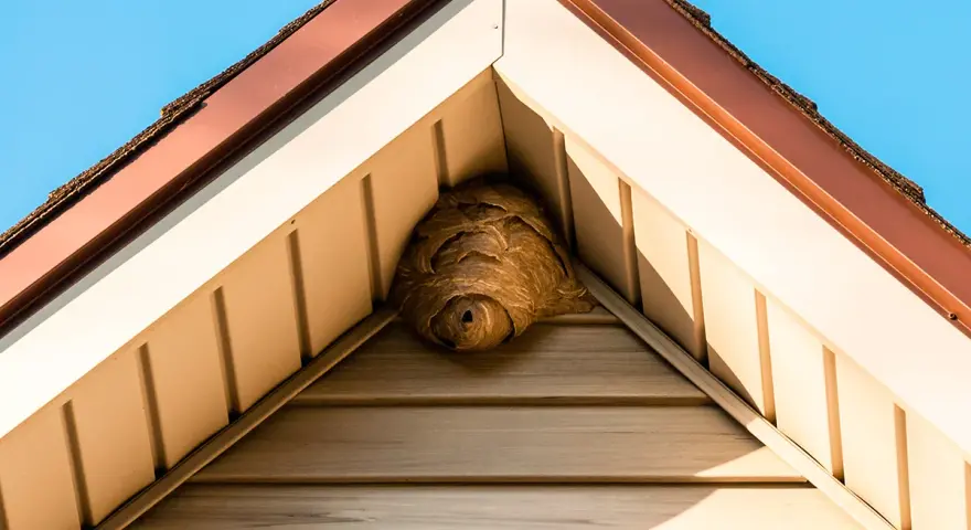 Ett stort getingbo har byggts i hörnet av ett hus, under takfoten.