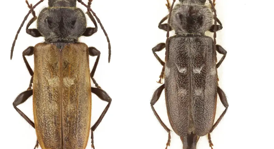 Två skalbaggar, en ljusbrun och en mörkgrå, på vit bakgrund. Den ljusbruna kan vara ett husbock symptom.
