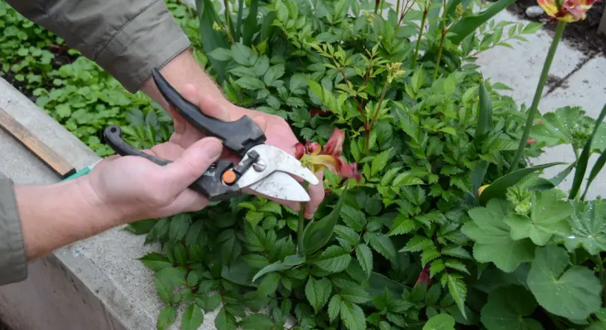 Händer som klipper en blomma med sekatör bland gröna buskar.