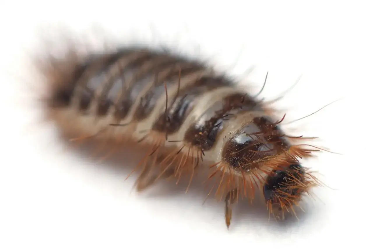 En randig, hårig mattbaggelarv med orange borst på en vit bakgrund.