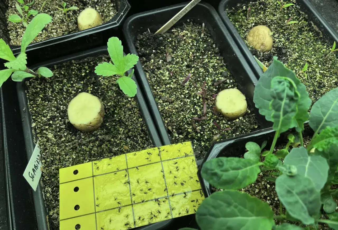 Gul klisterfälla fångar många små flugor inomhus bland plantor och potatisbitar.